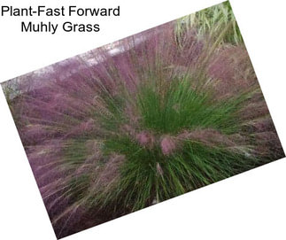 Plant-Fast Forward Muhly Grass