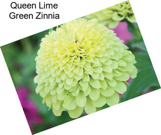 Queen Lime Green Zinnia