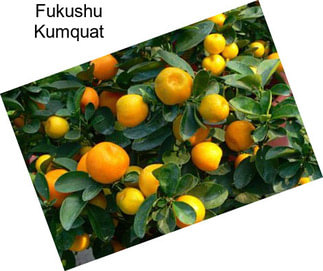 Fukushu Kumquat