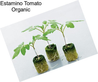 Estamino Tomato Organic