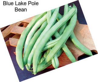 Blue Lake Pole Bean