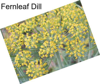 Fernleaf Dill