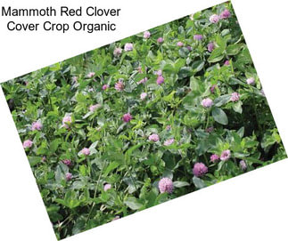 Mammoth Red Clover Cover Crop Organic