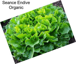 Seance Endive Organic