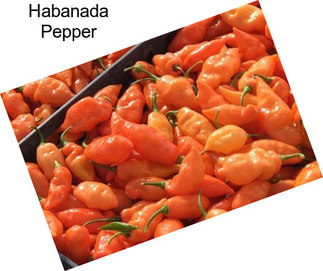 Habanada Pepper