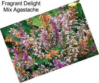 Fragrant Delight Mix Agastache