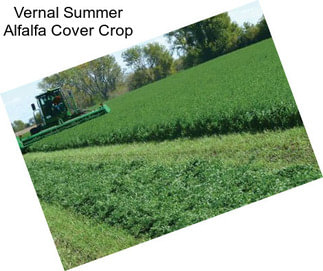 Vernal Summer Alfalfa Cover Crop