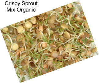 Crispy Sprout Mix Organic