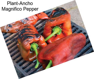 Plant-Ancho Magnifico Pepper