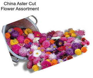 China Aster Cut Flower Assortment