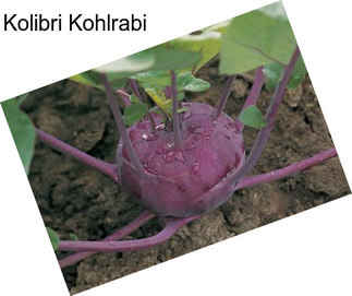 Kolibri Kohlrabi