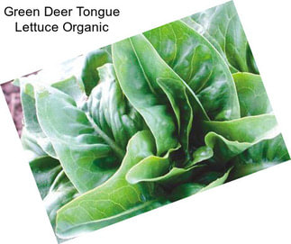 Green Deer Tongue Lettuce Organic