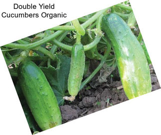 Double Yield Cucumbers Organic
