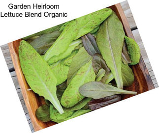 Garden Heirloom Lettuce Blend Organic