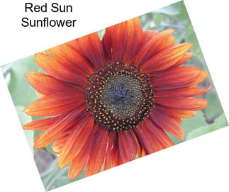 Red Sun Sunflower