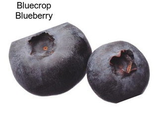 Bluecrop Blueberry