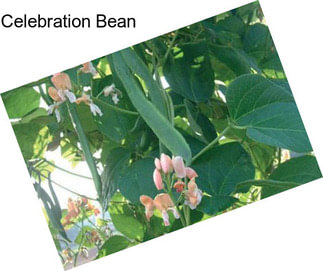 Celebration Bean