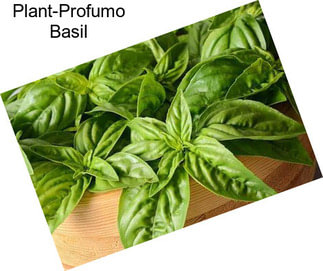 Plant-Profumo Basil