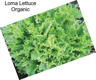 Loma Lettuce Organic