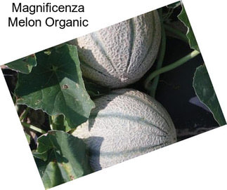 Magnificenza Melon Organic