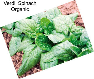 Verdil Spinach Organic