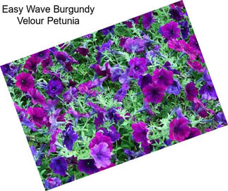 Easy Wave Burgundy Velour Petunia