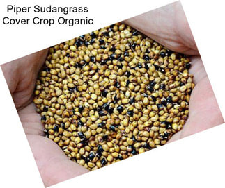 Piper Sudangrass Cover Crop Organic