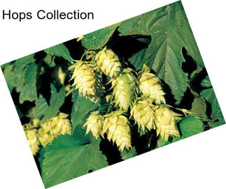 Hops Collection