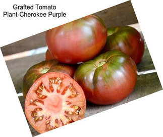 Grafted Tomato Plant-Cherokee Purple