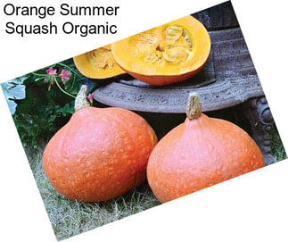 Orange Summer Squash Organic