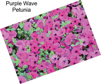 Purple Wave Petunia