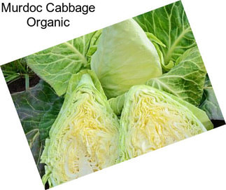 Murdoc Cabbage Organic