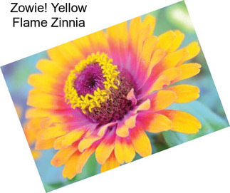 Zowie! Yellow Flame Zinnia