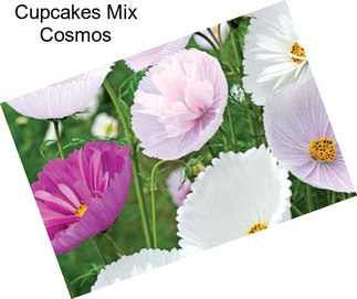 Cupcakes Mix Cosmos