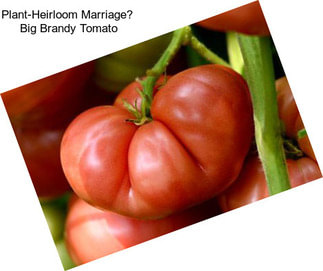 Plant-Heirloom Marriage Big Brandy Tomato