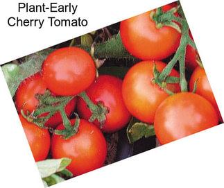 Plant-Early Cherry Tomato