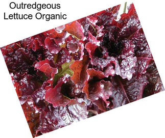 Outredgeous Lettuce Organic