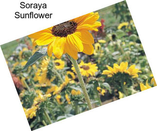 Soraya Sunflower