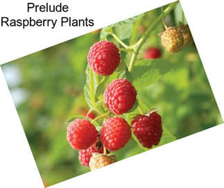 Prelude Raspberry Plants