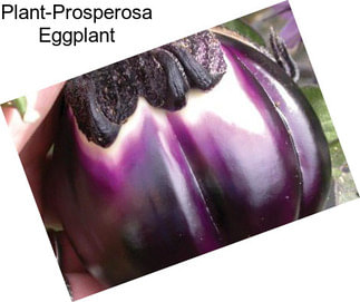 Plant-Prosperosa Eggplant