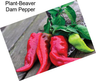 Plant-Beaver Dam Pepper