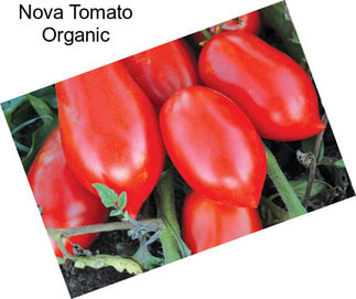 Nova Tomato Organic