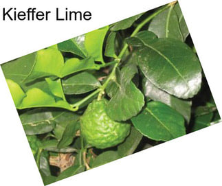 Kieffer Lime