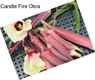 Candle Fire Okra