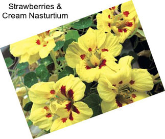 Strawberries & Cream Nasturtium