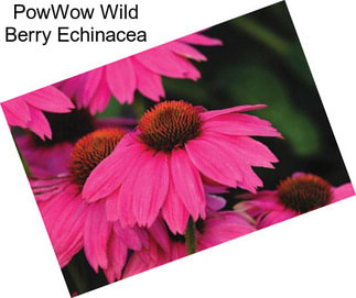 PowWow Wild Berry Echinacea