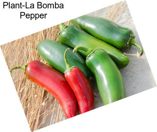 Plant-La Bomba Pepper