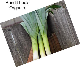Bandit Leek Organic