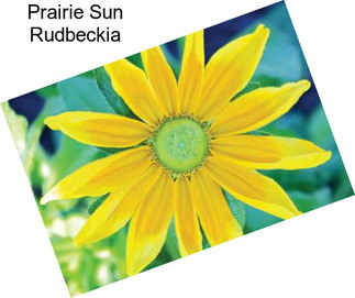 Prairie Sun Rudbeckia