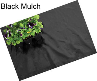 Black Mulch